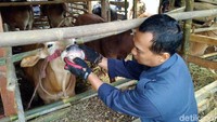 Kepala UPT Dinas Peternakan dan Perikanan Ciamis Ace Sutisna mengatakan pemeriksaan antemortem sudah dilakukan sejak 22 Juli 2019 di 18 titik Kecamatan Baregbeg dan kecamatan Ciamis. Dari 128 ekor sapi yang diperiksa, yang lolos hanya 80 ekor. Sedangkan yang tak layak mencapai 48 ekor.