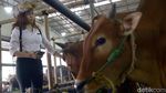 Berburu Hewan Kurban Bersama Para Cowgirl Cantik di Depok