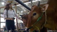 Beragam jenis sapi dijajakan di dalam mall hewan kurban ini.