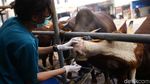 Yuk! Pastikan Hewan Kurban yang Dijual Sehat