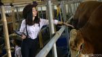 Berburu Hewan Kurban Bersama Para Cowgirl Cantik di Depok
