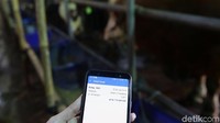 Harga jual sapi wagyu dan limousine misalnya, dibanderol mulai dari Rp 100 juta hingga Rp 170 juta.