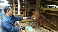 Petugas dari Dinas Peternakan dan Perikanan Kabupaten Ciamis melakukan pemeriksaan hewan kurban ke sejumlah peternakan dan pedagang jelang Idul Adha, Senin (29/7/2019).
