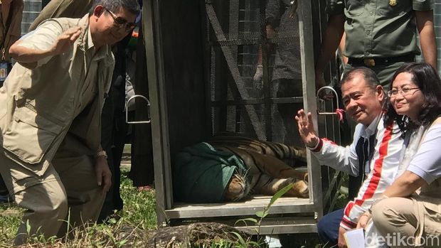Perjalanan Panjang Harimau Bonita Hingga Balik ke Rimba