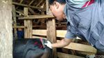 Duh, Puluhan Sapi Tak Layak Kurban Ditemukan Petugas di Ciamis