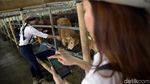 Berburu Hewan Kurban Bersama Para Cowgirl Cantik di Depok