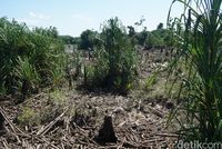 Jejak Geosite Sungai Purba di Negeri Laskar Pelangi