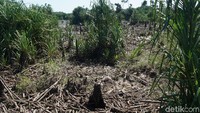 Inilah Tebat Rasau, sebuah sungai yang terletak di Simpang Renggiang, Belitung Timur, Pulau Belitung (Shinta Angriyana/detikcom)