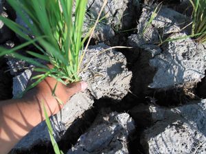 Luas Sawah di Jabar Menyusut gegara Alih Fungsi Lahan