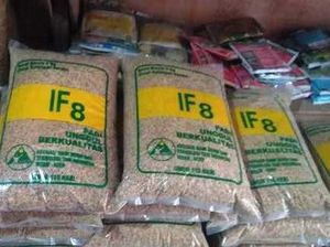 Lindungi Petani, Kementan Turunkan Tim Telusuri Padi IF8