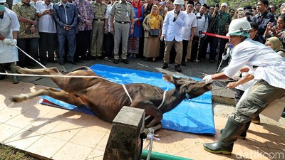 Anies Lepas Petugas Pemeriksa Hewan Kurban di Jakut