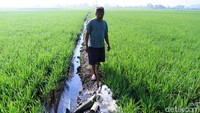 Seorang petani mengairi sawahnya menggunakan mesin penyedot air.