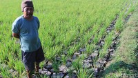 Lahan persawahan mengalami kekeringan karena kekurangan pasokan air.