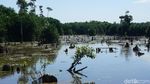 Foto: Sungai Purba Zaman Kenozoikum di Belitung