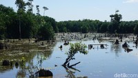 Jenis sungai atau rawa purba Tebat Rasau, alluvial juga memiliki ciri khusus. Yakni merupakan habitat alamiah dari ikan hias arwana, ikan ampong dan ikan buntal (Shinta Angriyana/detikcom)