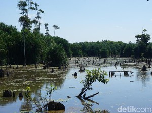 Jejak Geosite Sungai Purba di Negeri Laskar Pelangi