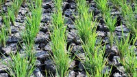 Dinas Pertanian Kabupaten Bandung menyatakan musim kemarau yang terjadi tahun 2019 ini menyebabkan 120 hektare lahan pertanian mengalami kekeringan. Sekitar 89 hektare mengalami kekeringan ringan, 27 hektare kekeringan sedang, dan empat hektare kekeringan berat.