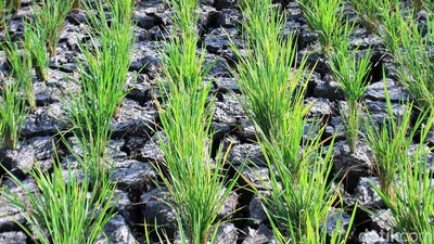 Potret Kekeringan Sawah di Kabupaten Bandung