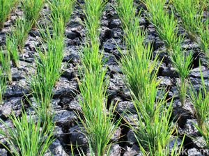 Potret Kekeringan Sawah di Kabupaten Bandung