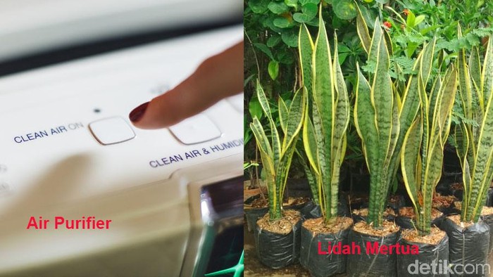 Pilih lidah mertua atau air purifier? (Foto: detikhealth) Pilih lidah mertua atau air purifier? (Foto: detikhealth)