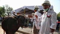 Sejumlah petugas bersiap menyembelih seekor sapi.
