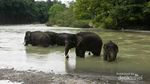 Foto Tangkahan, Tempat Nicholas Saputra Mandikan Gajah