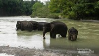Di sini kamu juga bisa berinteraksi langsung dengan gajah-gajah yang berada di konservasi Tangkahan. (Almira Santoso/dTraveler)