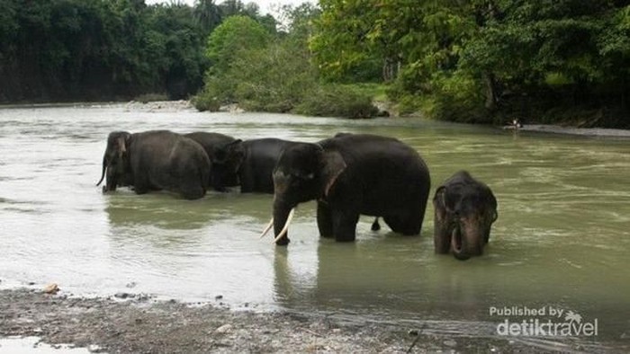 gajah di tangkahan