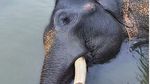 Foto Tangkahan, Tempat Nicholas Saputra Mandikan Gajah