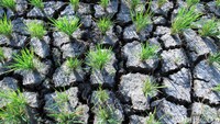 Kemarau membuat lahan persawahan menjadi retak-retak.
