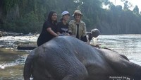 Aktivitas memandikan gajah, juga menungganginya menjadi daya tarik di konservasi ini. (Eldaans/dTraveler)