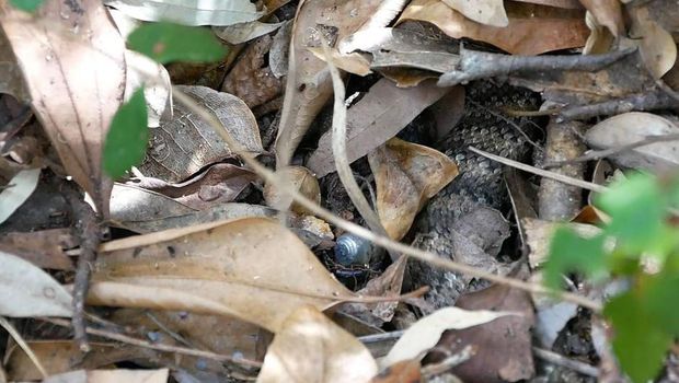Ular death adder (Dwayne Wyles/ABC North Queensland)