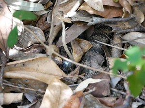 Death Adder, Ular Pendek Mematikan yang Tewaskan Brimob di Mimika