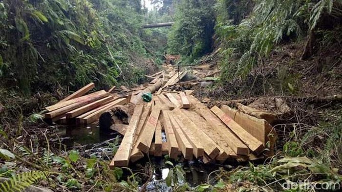 Kayu illegal logging di Hutan Gunug Tambora (Faruk-detik)