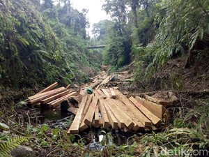 Pelaku Illegal Logging di Suaka Margasatwa Palelawan Sudah 3 Pekan Diintai