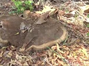 Dugaan Pembalakan Pohon Sonokeling di Pasuruan Diselidiki