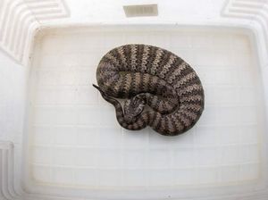 Aneka Fakta Ular Death Adder yang Tewaskan Brimob di Papua