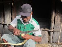 Labu dibersihkan terlebih dahulu (Afif/detikcom)