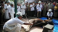 Per 1 Agustus 2019, petugas pemeriksa hewan akan memeriksa hewan kurban di Jakarta.