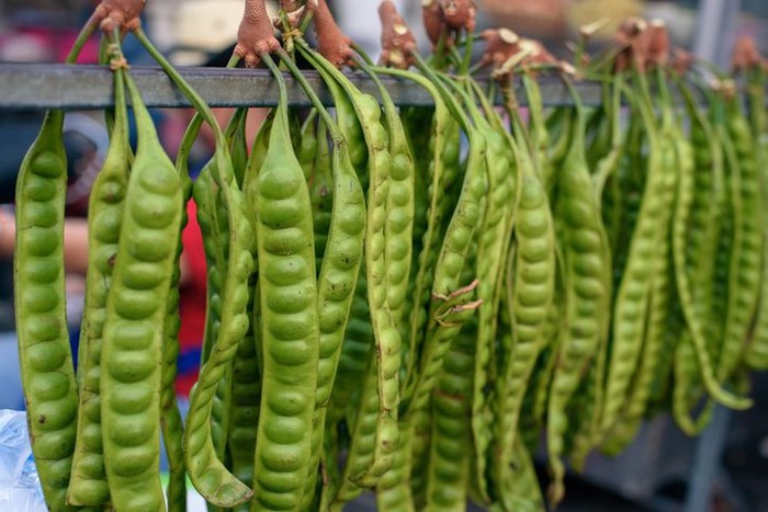 malaysia fest 2019 Group of Petai, Parkia speciosa