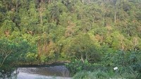 Tangkahan merupakan bagian dari Taman Nasional Gunung Leuser. Memiliki alam yang rindang, sejuk, dan ragam flora dan fauna menjadi daya tarik Tangkahan. (Tasya Imelda/ dTraveler)