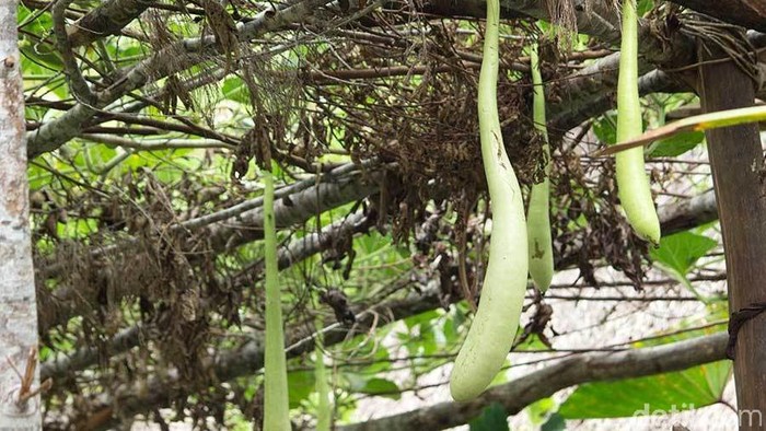 Pohon labu yang jadi asal muasal koteka.