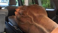 Kalau ada yang macam-macam, kepret saja pakai tangan ini. Dijamin kapok. Istimewa/Boredpanda.