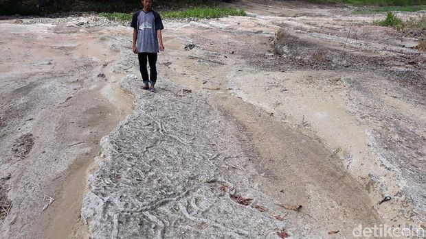 Jejak cacing laut purba di Gunungkidul.