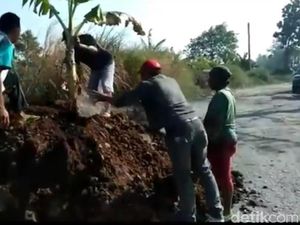 Warga Tanami Pisang Akses Jalan yang Rusak ke Agrowisata Nongkojajar