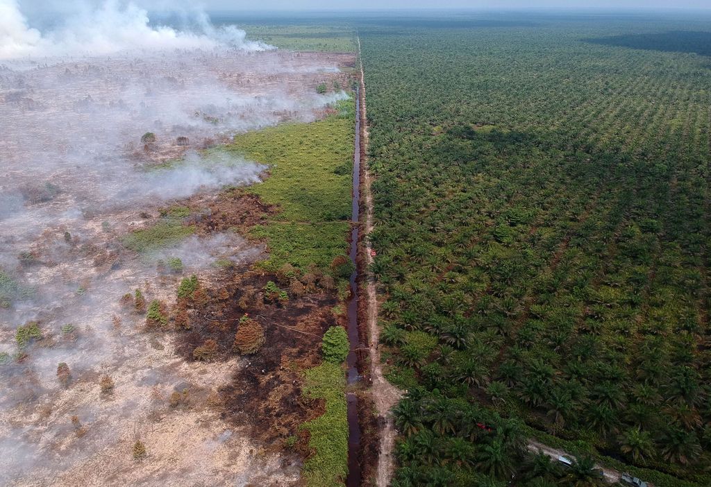 Foto udara lahan perkebunan kelapa sawit milik salah satu perusahaan (kanan) dan kebakaran lahan gambut (kiri) Kumpeh Ulu, Muarojambi, Jambi, Selasa (30/7/2019). BMKG Stasiun Meteorologi Klas I Sultan Thaha Jambi menyebutkan, sebanyak 19 titik panas di wilayah Muarojambi terpantau pada hari ini, sementara puluhan petugas Manggala Agni Daops Kota Jambi, BPBD Muarojambi, dibantu TNI dan Polri, serta masyarakat masih berupaya melakukan pemadaman kebakaran atas lahan seluas sekitar 30 hektare di wilayah itu. ANTARA FOTO/Wahdi Septiawan/nz.