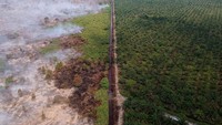 Data resmi menunjukkan bahwa hingga 80 persen kebakaran hutan terjadi untuk pembukaan lahan kelapa sawit. Pada tahun 2016, rekor 929.000 hektar hutan musnah, tetapi telah terjadi penurunan laju deforestasi yang stabil sejak saat itu. Pada tahun 2020, angka deforestasi tahunan turun menjadi 270.000 hektar. Wahdi Septiawan/Antara Foto