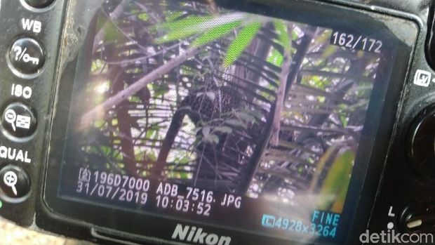 Heboh Macan Tutul Bertengger di Pohon Perkebunan Warga Tasik