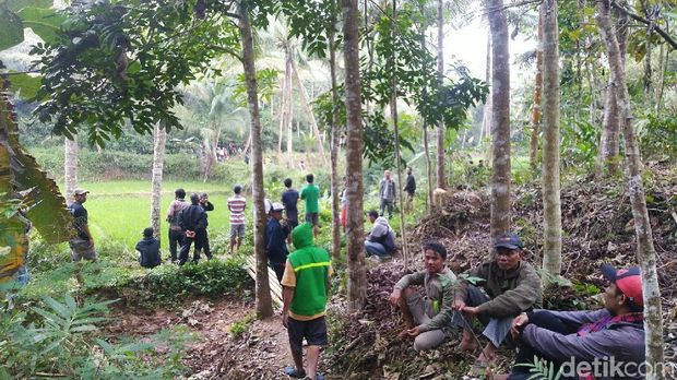 Heboh Macan Tutul Bertengger di Pohon Perkebunan Warga Tasik