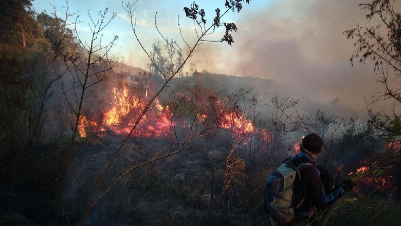 Satu Pekan, 23 Kebakaran Hutan Terjadi di Jawa Timur Satu Pekan, 23 Kebakaran Hutan Terjadi di Jawa Timur